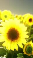 un dorado campo de girasoles en contra un asombroso cielo fondo video