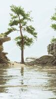 A body of water surrounded by trees and rocks video