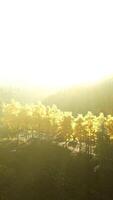 luz solar transmissão através montanha árvores video