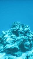 An underwater view of a coral reef in the ocean video