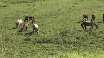 grupo do cavalos pastar ensolarado dia dentro Fazenda ou rancho área video