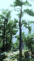 uma sereno Arvoredo do árvores cercado de exuberante verde Relva video