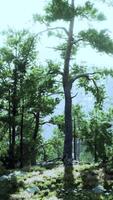 A serene grove of trees surrounded by lush green grass video