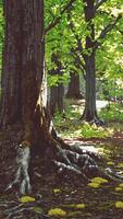 uma vibrante floresta preenchidas com alta árvores e colorida amarelo flores video