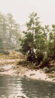 een rivier- rennen door een Woud gevulde met bomen video