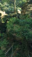 een rotsachtig klif gedekt in veel van groen planten video
