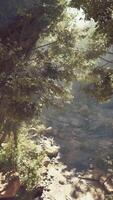 une rivière fonctionnement par une luxuriant vert forêt video