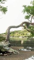 un sereno árbol por el agua borde video
