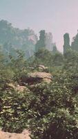 uma cenário do alguns pedras e plantas dentro a madeiras video
