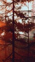 luz solar transmissão através uma denso floresta do árvores video