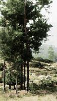 bosque escena con un racimo de arboles en pie alto en un lozano verde prado video