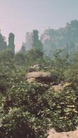 uma cenário do alguns pedras e plantas dentro a madeiras video