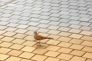 un pequeño marrón pájaro en un pavimentación bloquear. foto