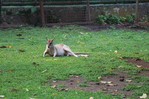 The Ground Kangaroo, The Agile Wallaby, Macropus agilis also known as the sand wallaby, photo