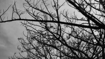 Photo of a dry tree branch, without a single leaf. Isolated background, blue sky.