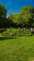 Lush green urban park on a clear day, perfect for Arbor Day promotions or springtime environmental awareness campaigns photo