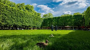 Sunny spring day in Paris, France, with a duck resting on vibrant green grass in a public park, captured on April 14th, 2024, depicting tranquility and nature photo
