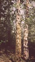 un' sereno betulla foresta con luce del sole filtraggio attraverso il alberi video