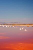 Tranquil Pink Lake Sunset with White Birds, Alviso, California photo