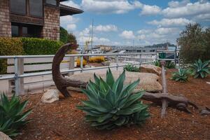 Scenic landscaped area with Catalina Express sign, agave plants, driftwood, marina view. photo