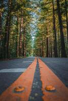 sereno bosque la carretera con doble amarillo línea mediante lozano californiano follaje foto