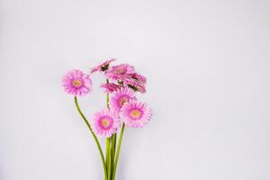 Close up of pink gerbera cut flowers with long green stem. Spring bouquet. Transvaal daisies. Purple daisy flower isolated on the white wall background. Side view. Copy Space. Selective focus photo