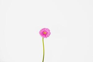 Close up of single beautiful pastel pink Gerber flower isolated on the white wall background. Minimalistic and simple aesthetic holiday celebration concept. Side view. Copy space. photo