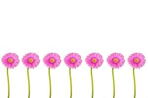 Row line of seven beautiful pastel pink Gerber flower isolated on the white wall background. Minimalistic and simple aesthetic holiday celebration concept. Side view. Copy space. photo