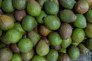 Stand with green and brown avocados in the food store. Top view. Avocado, alligator pear or avocado pear Persea americana is a medium-sized fruit of tree in the laurel family Lauraceae. photo