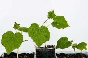 Close up of young green zucchini courgette and cucumber seedling sprouts growing in the plastic pots at home. Gardening hobby concept. Greenhouse life. Isolated on the white background. Copy Space photo