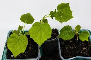 Close up of young green zucchini courgette and cucumber seedling sprouts growing in the plastic pots. Gardening hobby concept. Greenhouse life. Isolated on the white background. Copy Space photo