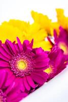 Cropped detail of Bouquet of purple and yellow gerberas laying and isolated on white background. Simple design concept for banner, card, poster, ads. Close-up. Copy space. Selective focus. photo