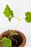 Baby cucumber plant seedlings in the brown clay pot growing in the greenhouse. Squash seedings ready to plant. Sprout branch with leaves isolated on white background. Close-up. Top view. Copy space photo