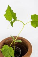 bebé Pepino planta plántulas en el marrón arcilla maceta creciente en el invernadero. squash semillas Listo a planta. brote rama con hojas aislado en blanco antecedentes. de cerca. parte superior vista. Copiar espacio foto