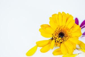 Close-up of daisy flower head with fallen yellow pink petals laying on white background. Isolated Calendula, marigold flower. Creative minimalistic simple design concept. Selective focus. photo