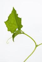 Close up of young green cucumber branch with stem, leaves, and tendrils, isolated on white background. Fresh organic Squash vegetable plant Growing in the greenhouse. Copy Space photo