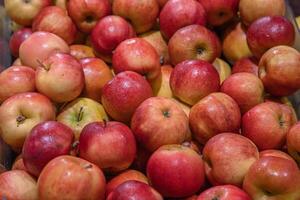 Pyle of Apples at the farmers market. Lots Red and green apples in the food store. Background of ripe apples in the shop container. Apple Variety. Top view. Flat lay. Selective focus. photo