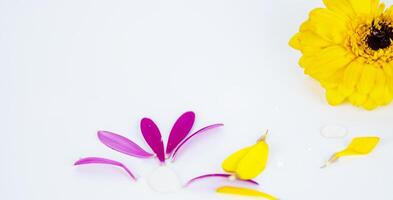 Fallen petals and water drops. Hot pink, yellow lobes of African daisy gerbera flower isolated on white background. Flat lay. Creative layout. High resolution. Selective focus. Copy space photo