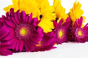 Cropped detail of Bouquet of purple and yellow gerberas laying and isolated on white background. Simple design concept for banner, card, poster, ads. Close-up. Copy space. Selective focus. photo