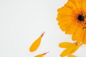 Detail, half crop of daisy flower head with fallen yellow petals laying on white background. Isolated Calendula, marigold flower. Creative minimalistic simple design concept. Close-up. Selective focus photo