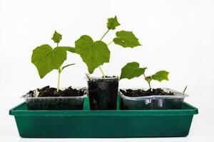 Close up of young green zucchini courgette and cucumber seedling sprouts growing in plastic pots, tray at home. Gardening hobby concept. Greenhouse life. Isolated on the white background. Copy Space photo