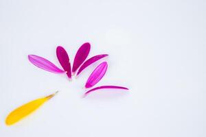 Fallen petals. Hot pink, yellow lobes of African daisy gerbera flower isolated on white background with beautiful shadow reflection. Creative layout. High resolution. Selective focus. Copy space photo