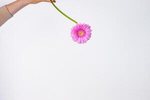 Close up of single beautiful pastel pink Gerber flower isolated on the white wall background. Minimalistic and simple aesthetic holiday celebration concept. Side view. Copy space. photo