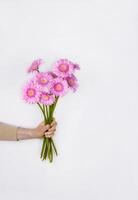 hembra mano participación hermosa pastel rosado gerber flores ramo. mujer dando margarita flores como un regalo. estético fiesta celebracion concepto. aislado en el blanco pared antecedentes. Copiar espacio. foto