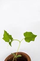 Baby cucumber plant seedlings in the brown clay pot growing in the greenhouse. Squash seedings ready to plant. Sprout branch with leaves isolated on white background. Close-up. Side view. Copy space photo