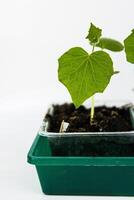 Close up of young green zucchini courgette and cucumber seedling sprouts growing in plastic pots, tray at home. Gardening hobby concept. Greenhouse life. Isolated on the white background. Copy Space photo