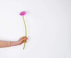 Hand holding pink gerbera cut flower with long green stem. Transvaal daisy. Close up of purple daisy flower isolated on the white wall background. Side view. Copy Space. Selective focus photo