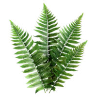 3D Rendering of a Fern Plant on Transparent Background png