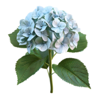 3d tolkning av en hortensia makrofilyl blomma på transparent bakgrund png