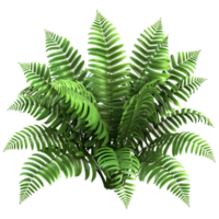 3d le rendu de une fougère plante sur transparent Contexte png